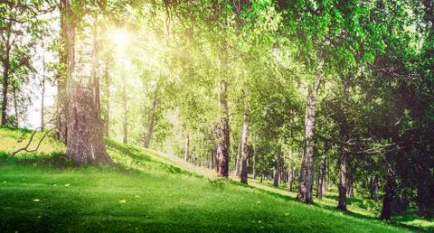 Beautiful park background Stock Photos
