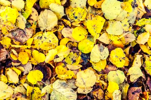 Beautiful park in the fall Stock Photos