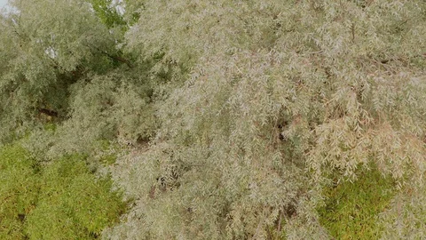 Beautiful Park with Great Willow Tree near Water Pond on Warm Autumn Day. Stock Footage 120978940