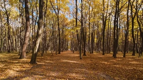 A beautiful park path, covered with tiles and autumn leaves.  Видео 323882984
