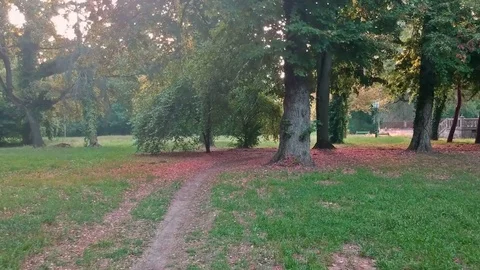 Beautiful park path in morning Stock Footage
