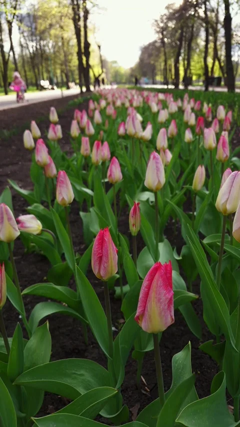 Beautiful park pathway lined with blooming tulips in vibrant spring colors Stock Footage 333583146