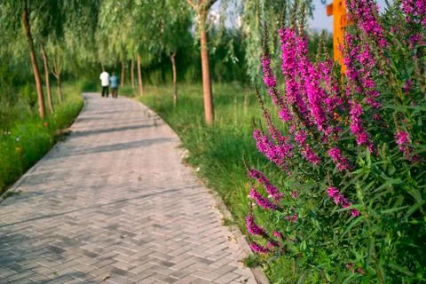 Beautiful park Stock Photos