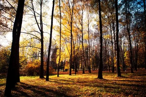 Beautiful park Stock Photos