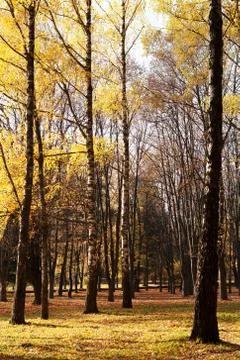 Beautiful park Stock Photos