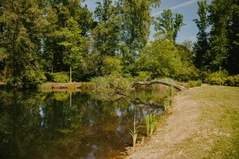 In a beautiful park pond Stock Photos