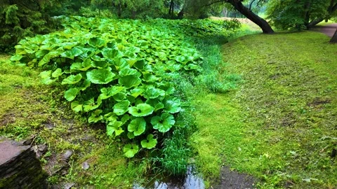 Beautiful park. Rainy day. Slowmotion Stock-Footage 345677724