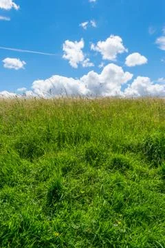 Beautiful park scene in public park with green grass field, green tree plant and Stock Photos