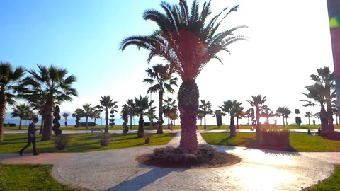 Beautiful Park on Seaside with Palm Trees Stock Footage 123767732