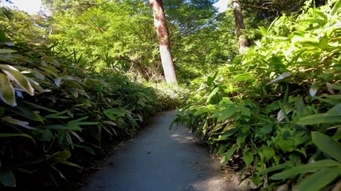 The beautiful park in Tokyo Stock Footage 247051176
