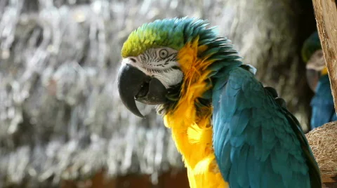 Beautiful parrot 03 Stock Footage 489255