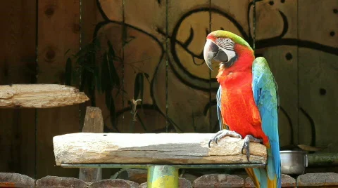 Beautiful parrot 04 Stock Footage 489286
