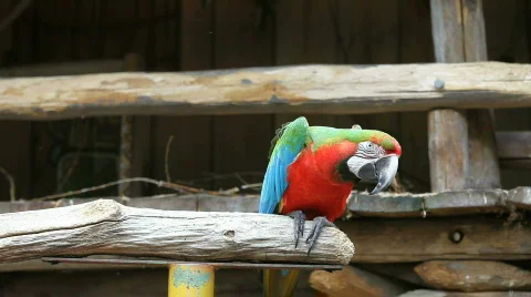 Beautiful parrot 05 Stock Footage 489282