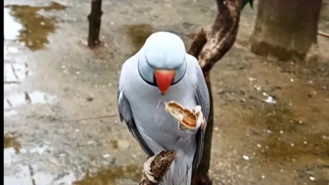 Beautiful Parrot Eating Bread on Tree – Bird Wildlife Stock Footage Stock Footage 319511450