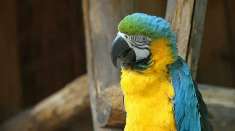 Beautiful parrot Stock Footage 489270