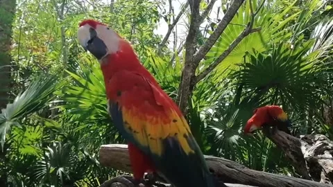 Beautiful parrot Stock Footage 214052531