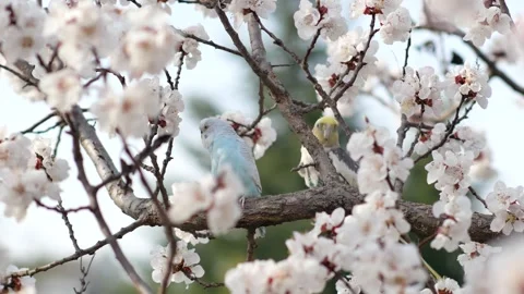 Beautiful parrot 库存影片 343594207