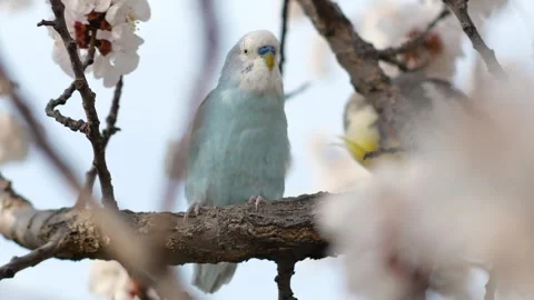 Beautiful parrot 库存影片 343594215