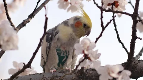 Beautiful parrot 库存影片 343594260