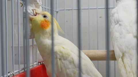A beautiful parrot pecks calcium while in a cage. Ordinary chalk is fed to parro Stock Footage 234650156