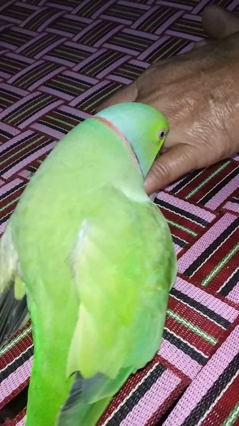 A beautiful parrot playing Stock Footage 125929406