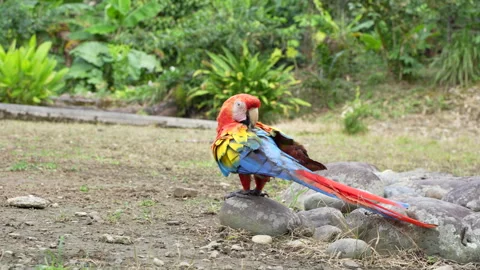 A beautiful parrot standing in front of the camera Stock Footage 281574127