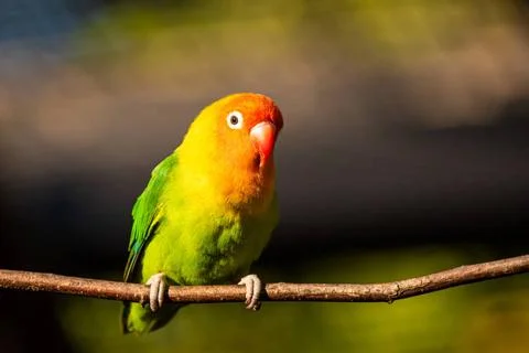  Beautiful parrot, Sun Conure on tree branch. Beautiful parrot, Sun Conure... 스톡 사진