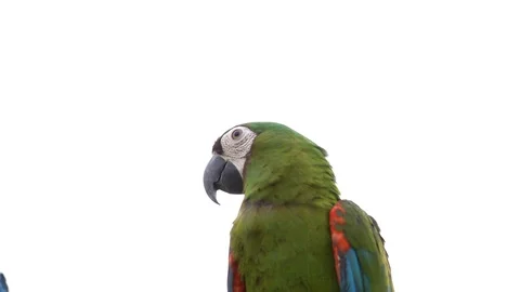 Beautiful parrot on the tree with cloudy background 스톡 동영상 108075623