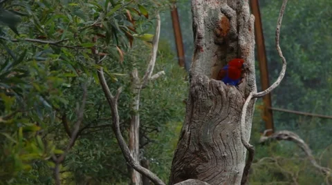 Beautiful parrot in a tree Video stock 42485701