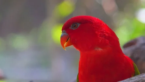 Beautiful parrot on tree, red parrot is close up shot on bokeh blurred light Vidéo 118734065