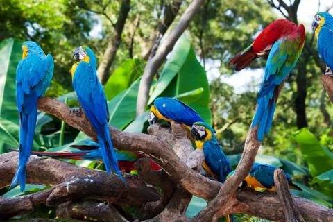 Beautiful parrots Stock Photos