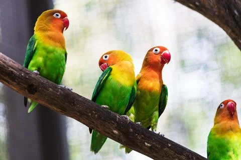 Beautiful parrots in a tree Stock Photos