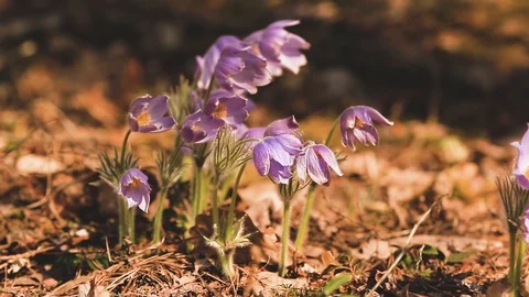 Beautiful pasque-flower wild in the forest Stock Footage 125898401