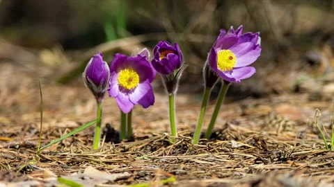 Beautiful pasque flowers bloom in forest in morning sunlight Stock Footage 234175107