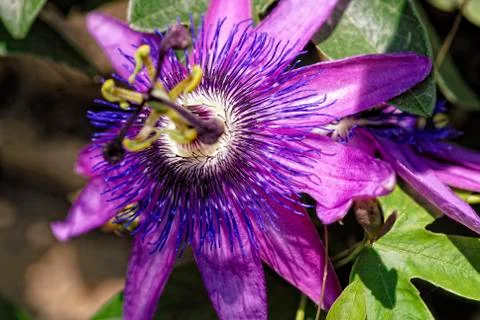 A beautiful passiflora Stock Photos