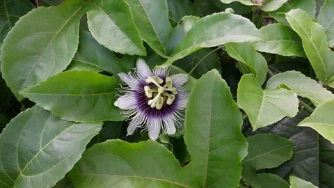 Beautiful passion flower on the tree Stock Footage 238975833
