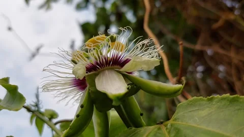 Beautiful passion fruit pollen Stock Footage 267050613