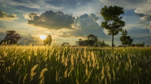 Beautiful pasture at dusk Stock Footage 109525741