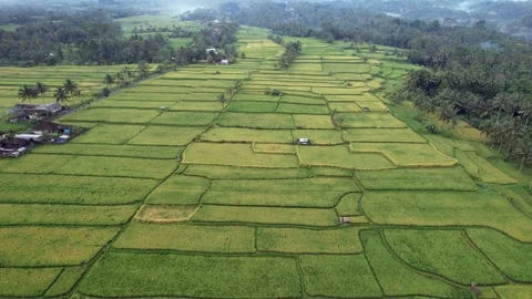 Beautiful patchwork of green and yellow-green rice fields at central Bali Video stock 228870641
