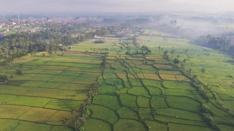 Beautiful patchwork of rice fields and palm trees in Lombok, Indonesia Video stock 307556364