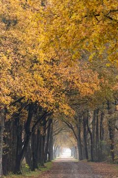 Beautiful path between the trees with yellow leaves and warm atmosphere Stock Photos