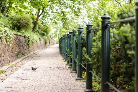 Beautiful path with a bird Stock Photos