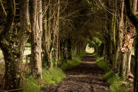 Beautiful path of clay among trees on a farm Stock Photos