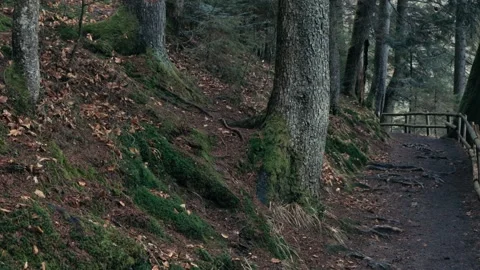 Beautiful path in the coniferous forest. Stock Footage 234903374
