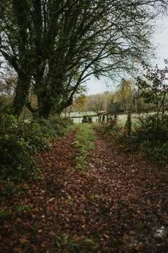 Beautiful path crossing a green forest. Stock Photos