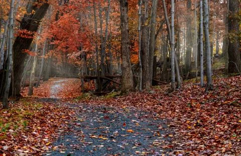 A beautiful path in a deep forest Stock Photos