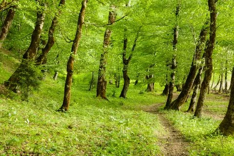 Beautiful Path In A Dense Green Forest Stock Photos