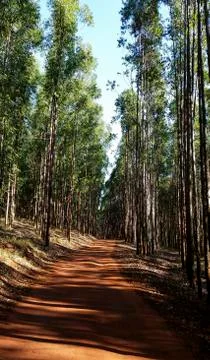 Beautiful path in the eucalyptus forest in red soil. Stock Photos
