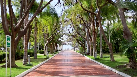 Beautiful path full of trees in a hotel facing the sea Stock Footage 173884206