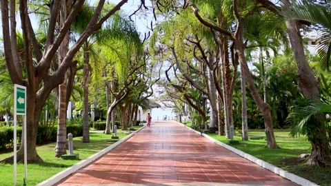 Beautiful path full of trees in a hotel facing the sea Stock-Footage 173884901
